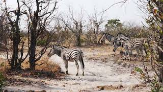 Plains zebra Equus quagga encounter Okavango Delta Botswana [upl. by Kendal170]