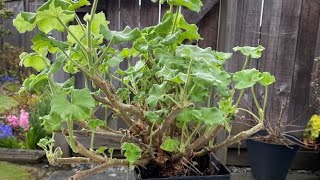 Pruning An Overwintered Geranium  April 6 2022 [upl. by Peppy940]