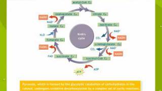 Respiration In Plants [upl. by Elleiand51]