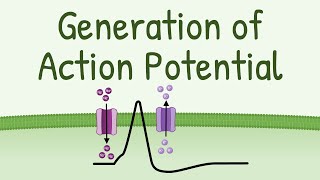 Generation of Action Potential  How Action Potential is Generated in neurons muscles etc [upl. by Jet]