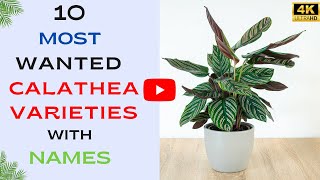 10 Most wanted Calathea Varieties With Names  Types of Calathea Plant  Indoor Plants Collection [upl. by Rediah]