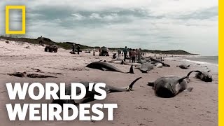 Beached Whales  Worlds Weirdest [upl. by Enilegnave242]