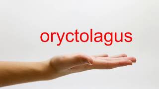 How to Pronounce oryctolagus  American English [upl. by Mary]