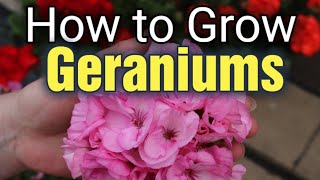 How to Grow Geraniums Pelargoniums from Seed  Start to Finish [upl. by Ethelyn]