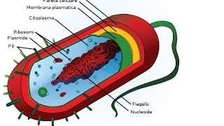 La cellula procariotica  biologia1 [upl. by Dysart84]