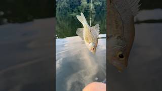 Catfish food chain fishing bassfishing [upl. by Ian354]