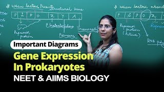 NEET Biology  Gene Expression In Prokaryotes  Important Diagram  In English  Misostudy [upl. by Karlin]