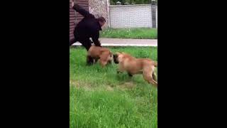 Boerboels STOP INTRUDER🔥💪 boerboel boerboels [upl. by Foley271]