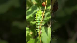 Io moth caterpillars 🐛shortsnature insects viralshorts viralvideo caterpillar [upl. by Ahsinert]