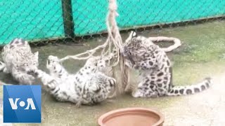 Playful Snow Leopard Cubs Unwind at Eastern India Zoo [upl. by Quintus807]