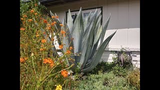 Trim a Blue Agave [upl. by Anada326]