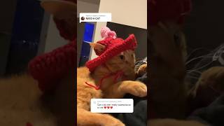 Cat in a Hat 🤣 granny made hats for my cats 🥹🫶🏾 [upl. by Perseus833]