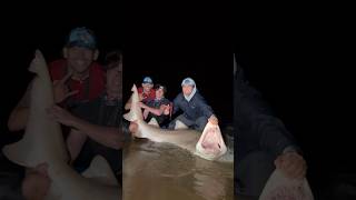 Massive Sand Tiger Shark Caught Off The Beach sharkfishing fishing sharklife hammerheadshark [upl. by Geraud]