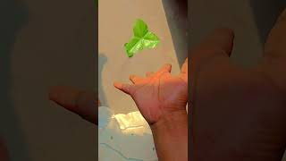 hand flower video [upl. by Joye489]