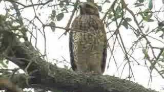 Red Shouldered Hawk Solo [upl. by Belden]