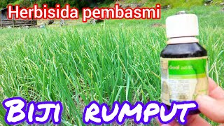 cukup pakai herbisida ini tanaman terhindar dari rumput sampai panen [upl. by Papke656]