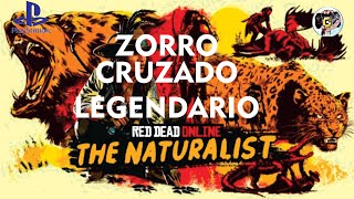 Zorro Cruzado Legendario  Misión Rol Naturalista  RDR 2 Online [upl. by Virge]