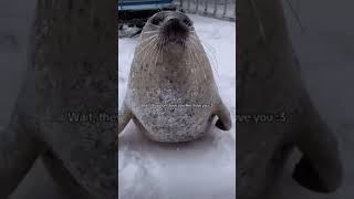 Wait they don’t love you like I love you  ❤️ seal cute [upl. by Esinal]