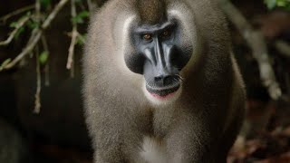 Vivid Footage of One of the Rarest Primates in the World [upl. by Macario]