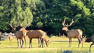 Wildlife in Packwood WA [upl. by Gilli]