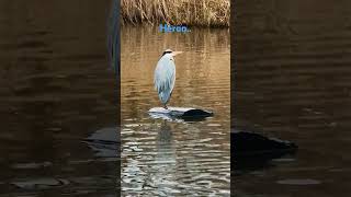 Heron waiting for some fish to eat birds nature rivers uk [upl. by Euqinay]