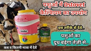 OSTOVET CALCIUM  पशुओं का तेजी से दूध बढ़ाए Ostovet ampvimeral  cow buffalo milk [upl. by Urbannal]