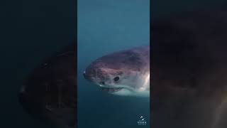 Great White Sharks Gel Filled Electroreceptors Ampullae Of Lorenzini  shorts [upl. by Adnahsar108]