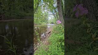 Swannanoa River 5 nature americanriver naturelovers [upl. by Jerad]