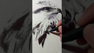 BALLPEN art ballpenart ballpen ballpendrawing ink bird [upl. by Wheeler]