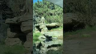 Polar bear San Diego Zoo zoo animals nature [upl. by Ominoreg]