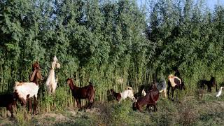 goats love to eat Sesbania sesban soft wood سیوری منجھاندڑی جنتری [upl. by Rouvin]