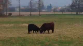 Stierkampf  Junge Stiere messen ihre Kräfte  bullfight in Germany [upl. by Allimac]