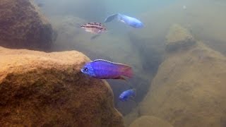 Stunning Red Empress  Protomelas taeniolatus at Namalenje Island [upl. by Noscire]