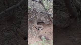 Víbora de cascabel diamantada del oeste Crotalus atrox Aldama Chihuahua 2018 [upl. by Malina]