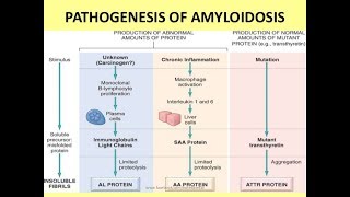 Amyloidosis Part 1 [upl. by Emilee]