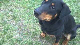 Meet Neron a Doberman Pinscher currently available for adoption at Petangocom 4202011 45324 PM [upl. by Genesa167]