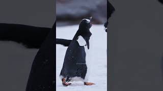 Gentoo Baby Penguin and Mother playing in snow penguin gentoo antartica nature wildlife HA84601 [upl. by Rehpetsirhc]