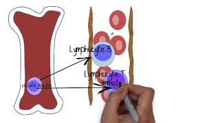 Comprendre le système lymphatique [upl. by Frederick]