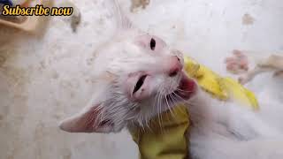 Rescuing a homeless cat Battling eye infection [upl. by Aggarwal725]