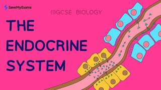 Endocrine System amp Hormones With Exam Questions  GCSE IGCSE Biology Revision 2024 [upl. by Weinstein]