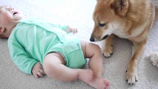 柴犬ゴン太とふみ君2 Shiba Inu amp Baby [upl. by Verneuil358]