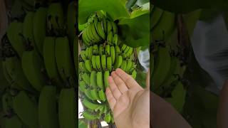 O Cultivo da Bananeira Depende Disso para Ter Banana Graúda [upl. by Atteuqahc]