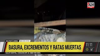 ⚠️ RESCATE DE PERROS HACINADOS en Castelar una historia de ACUMULACIÓN y ABANDONO [upl. by Magel]