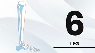 Anatomy LL Nerves of the leg 6g [upl. by Charley]