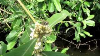 The flower visitors to Black mangrove Hilairanthus germinans in Ecuador [upl. by Gnuhp]