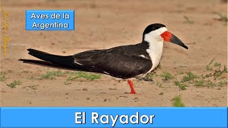 RAYADOR BLACK SKIMMER Rynchops niger Aves de la Argentina [upl. by Nirrol60]