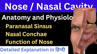 Nose or Nasal Cavity in Hindi  Bones  Layers Nasal Conchae Function of Nose  Paranasal Sinsus [upl. by Ahsei]