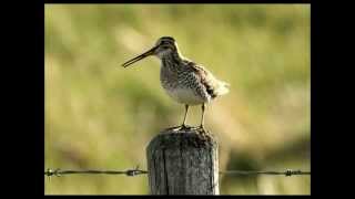 Snipe Winnowingwmv [upl. by Dodd]