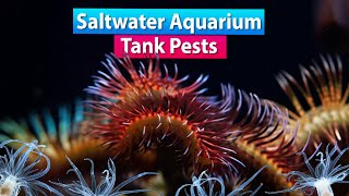 Saltwater Aquarium Pests and Remedies [upl. by Even393]