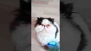 cat perserkatze katze kitten funny lustig pets Schmetterling 🦋 Mutanten [upl. by Nitsir]